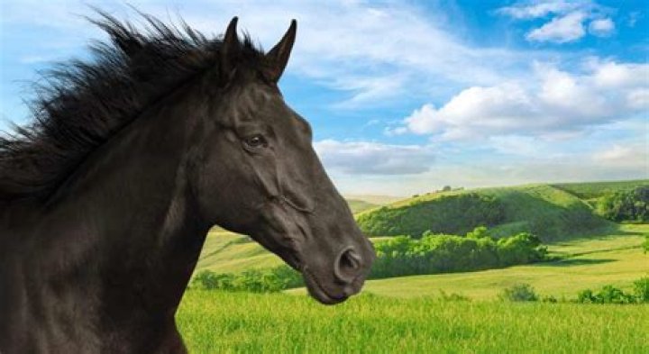 Are black horse and Lloyds the same?