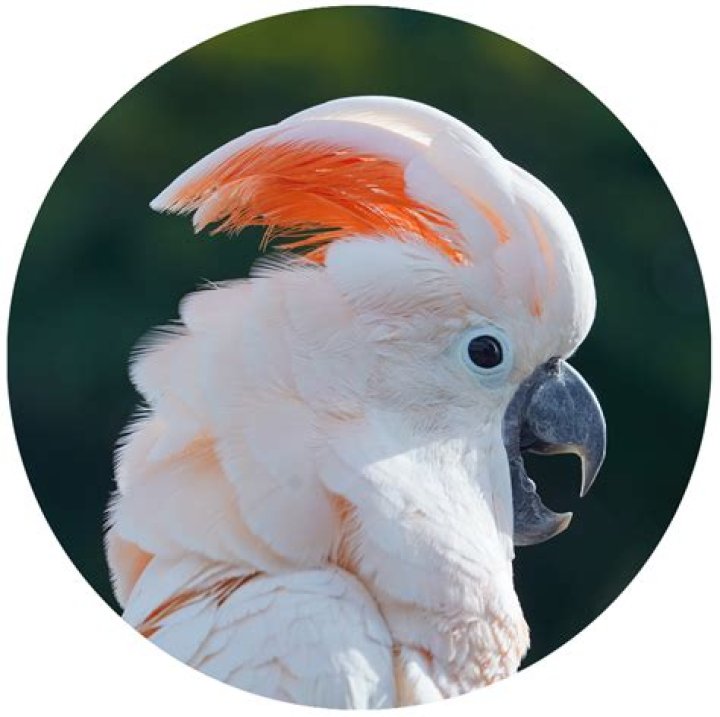 Are exotic vets in demand?