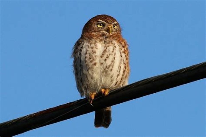 Are owls more intelligent?