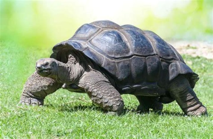 Are tortoises legal in California?