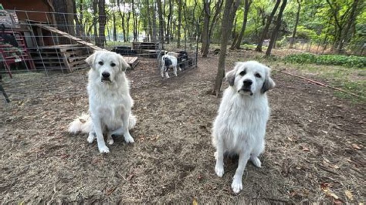 Can a friend get my car out of impound?