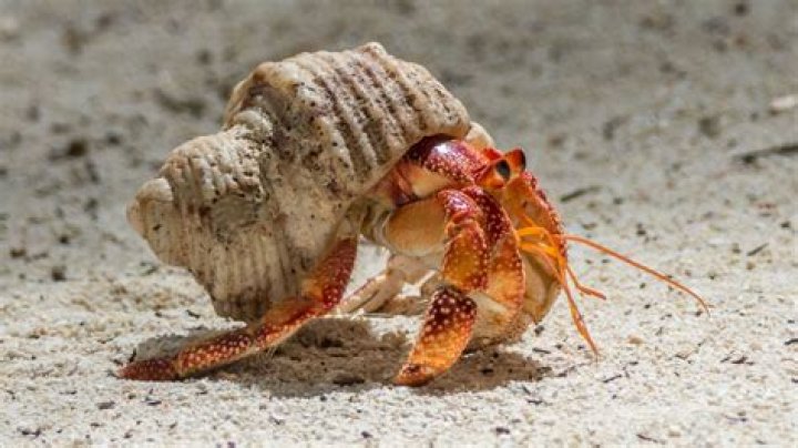 Can hermit crabs eat chicken?