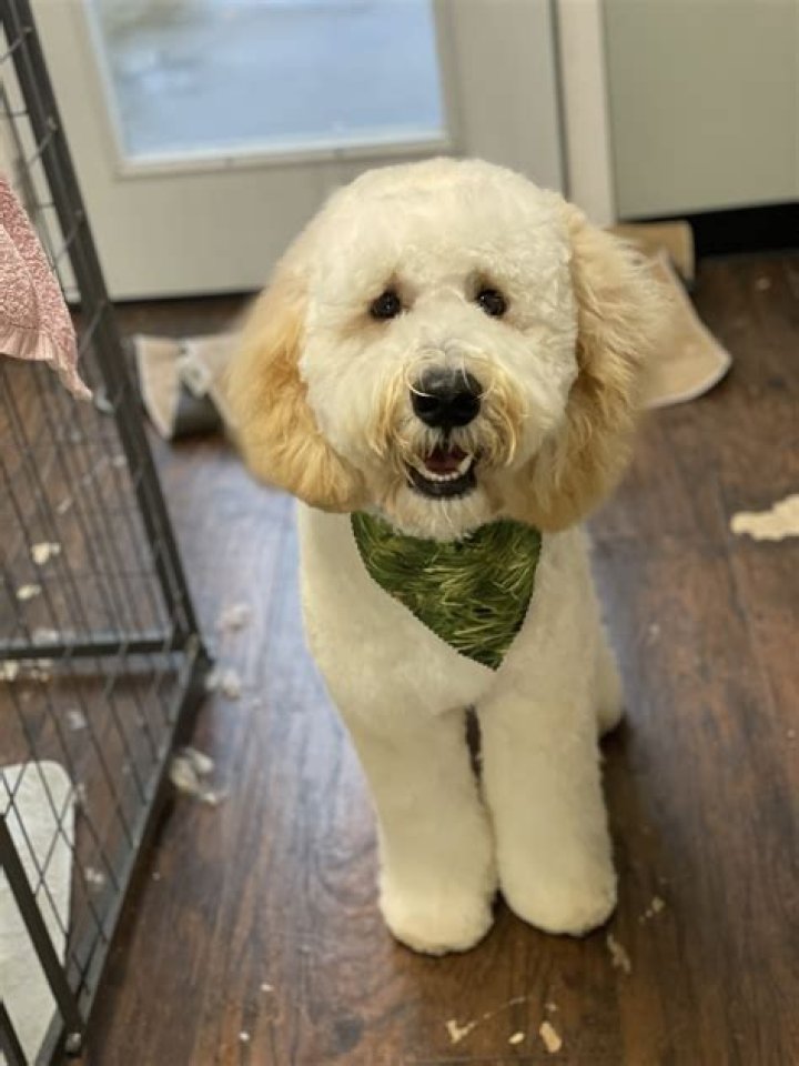 Can Indian Open LLC in USA?