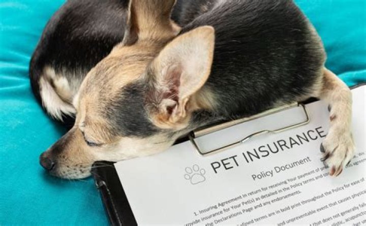 Can you stop pet insurance at any time?