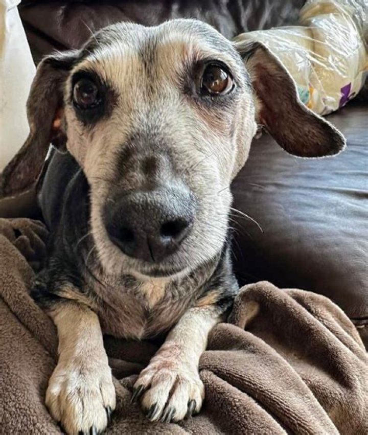 Can you train a 15 year old dog?