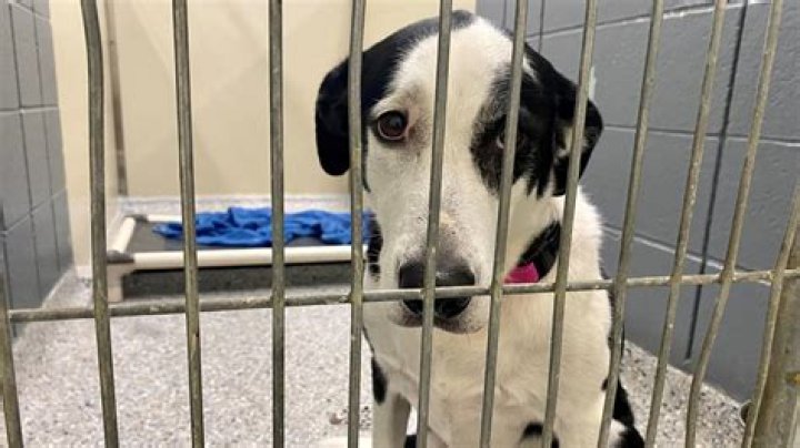 Do animal shelters make a lot of money?