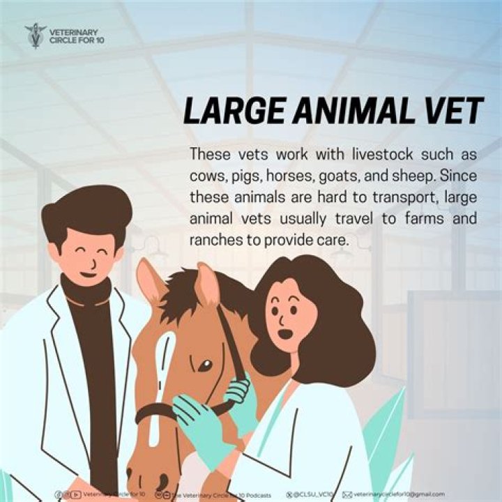 Do large animal vets make more money?