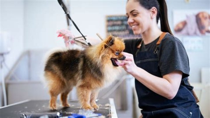 Do you need a qualification to be a dog groomer?