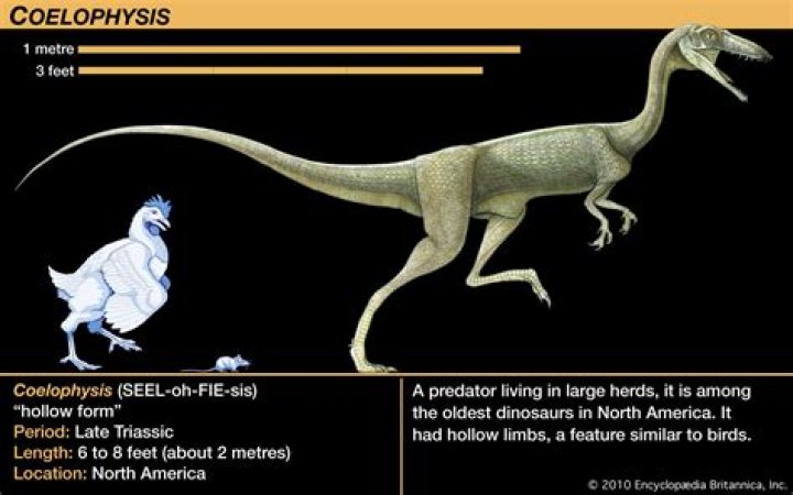 How did the Coelophysis go extinct?