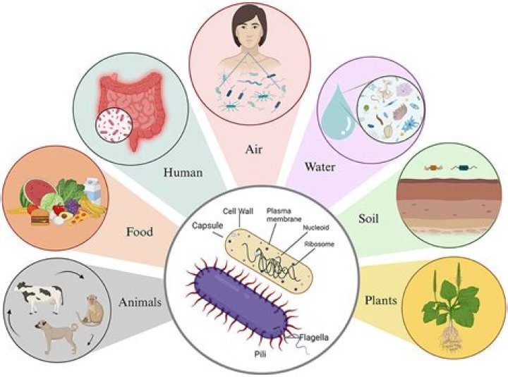 How does microbiology affect our everyday lives?