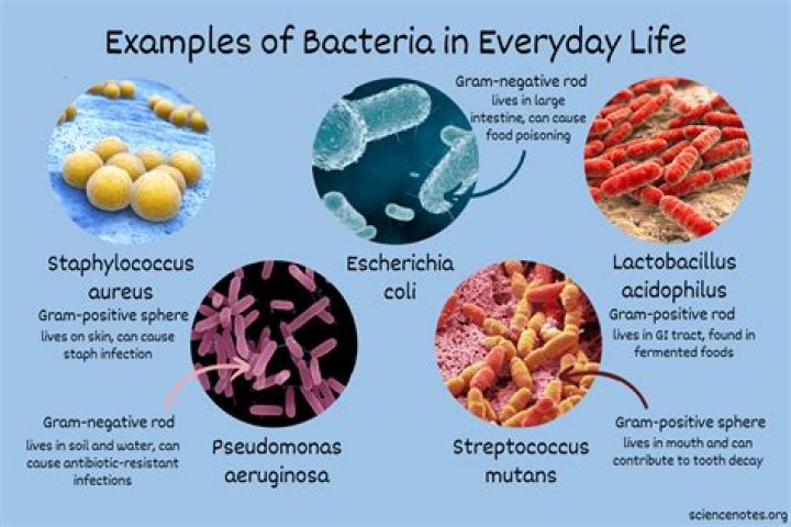 How is bacteria used in everyday life?