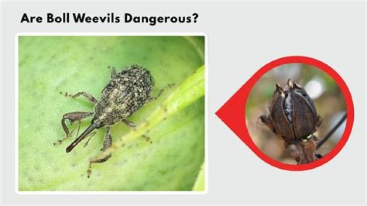 How many Bin Weevils accounts are there?