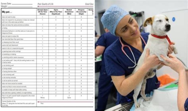How much do animal care assistants make UK?
