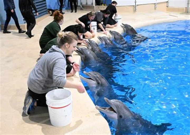 How much do marine mammal trainers make per hour?