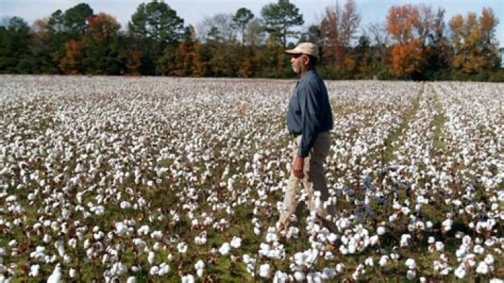 How much do you get paid for picking cotton?