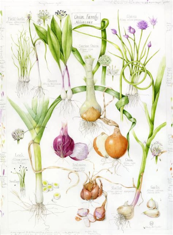 How much does a botanical illustrator make?