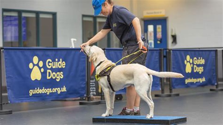 How much does a guide dog trainer earn UK?