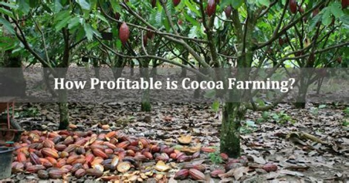 Is cocoa farming profitable?