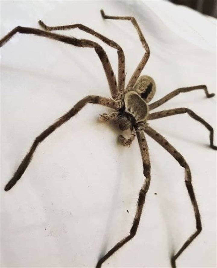 Is Huntsman a public company?