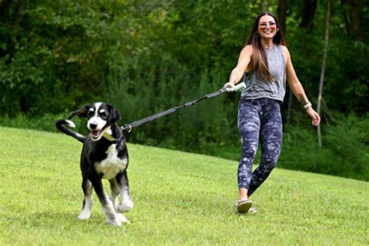 Is it a law to have your dog on a leash in Florida?