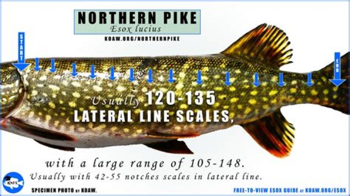 Is it legal to rent rooms in NYC?