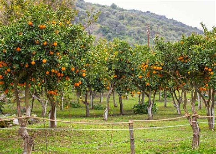 Is orange tree farming profitable?