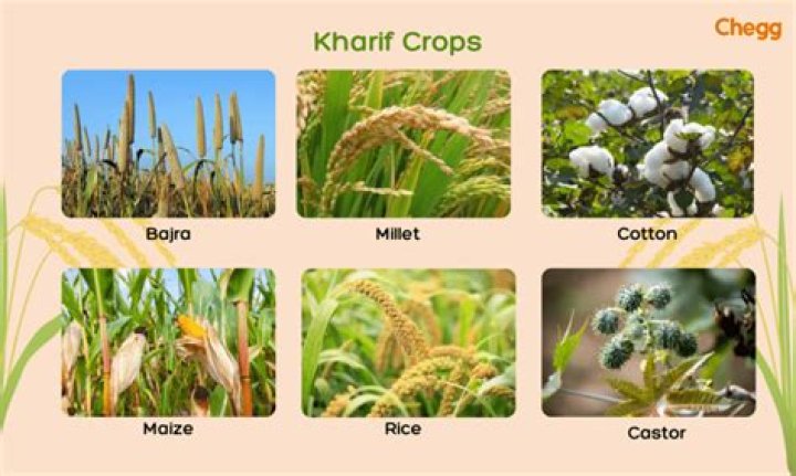 What are the 4 most common crops?