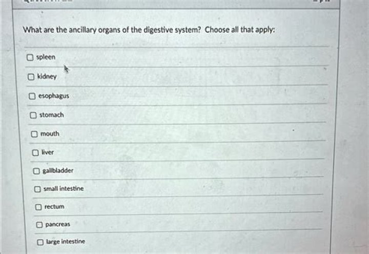 What are the ancillary organs of the digestive system?