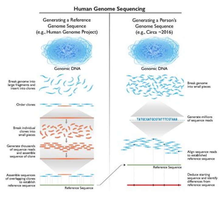What are the best genome stocks?