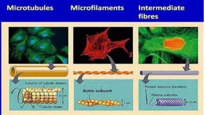 What are the functions of microfilaments and microtubules?