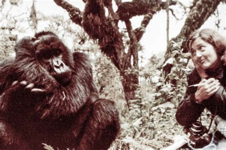 What college did Dian Fossey attend?