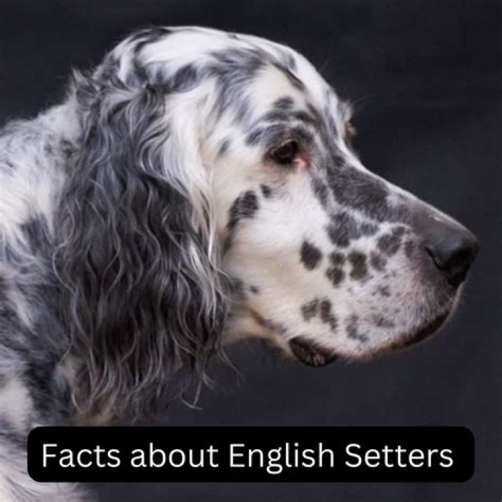 What do English setters die from?