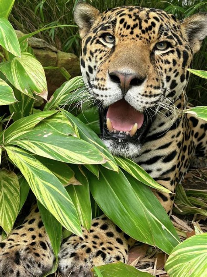 What happened to Tesoro?