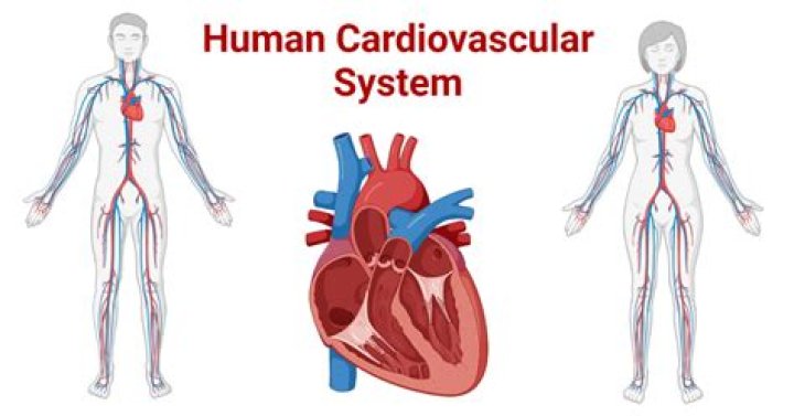 What is a cardiovascular information system?