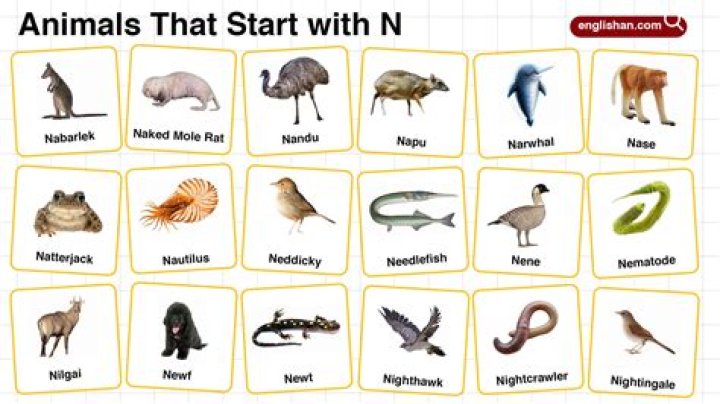 What is animal name start with N?