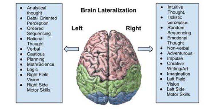What is lateralization of the brain why it is important?