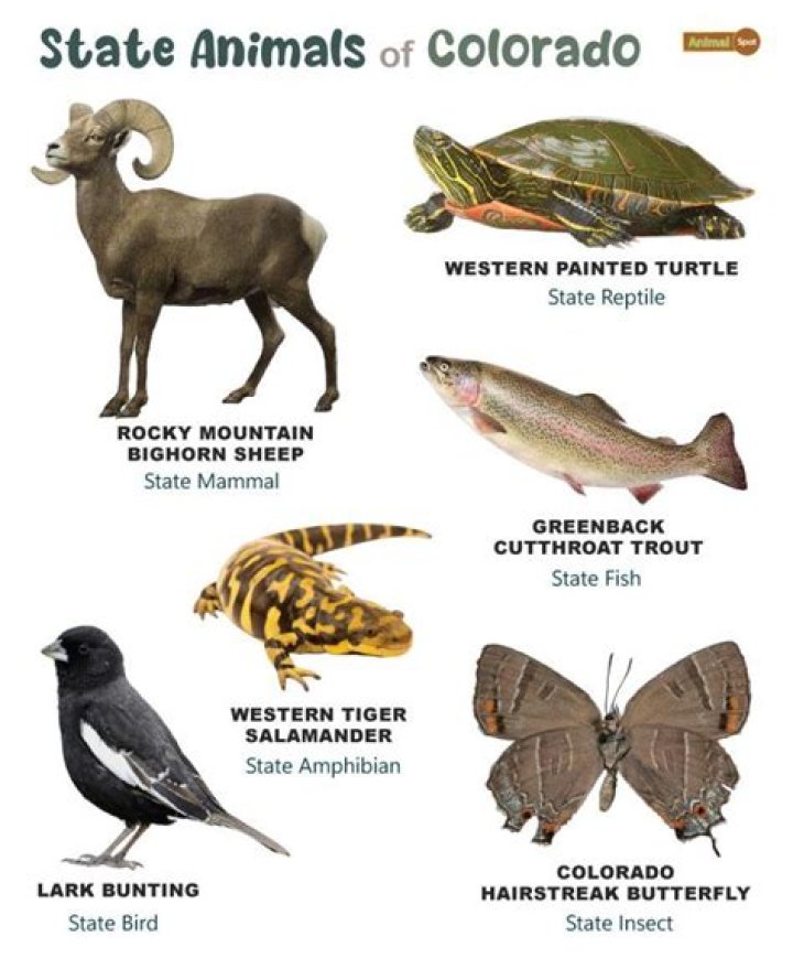 What is the Colorado state nickname?