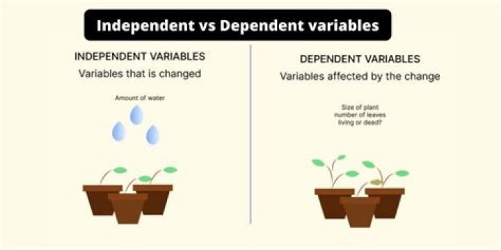 What is the difference between Dependant and independant?