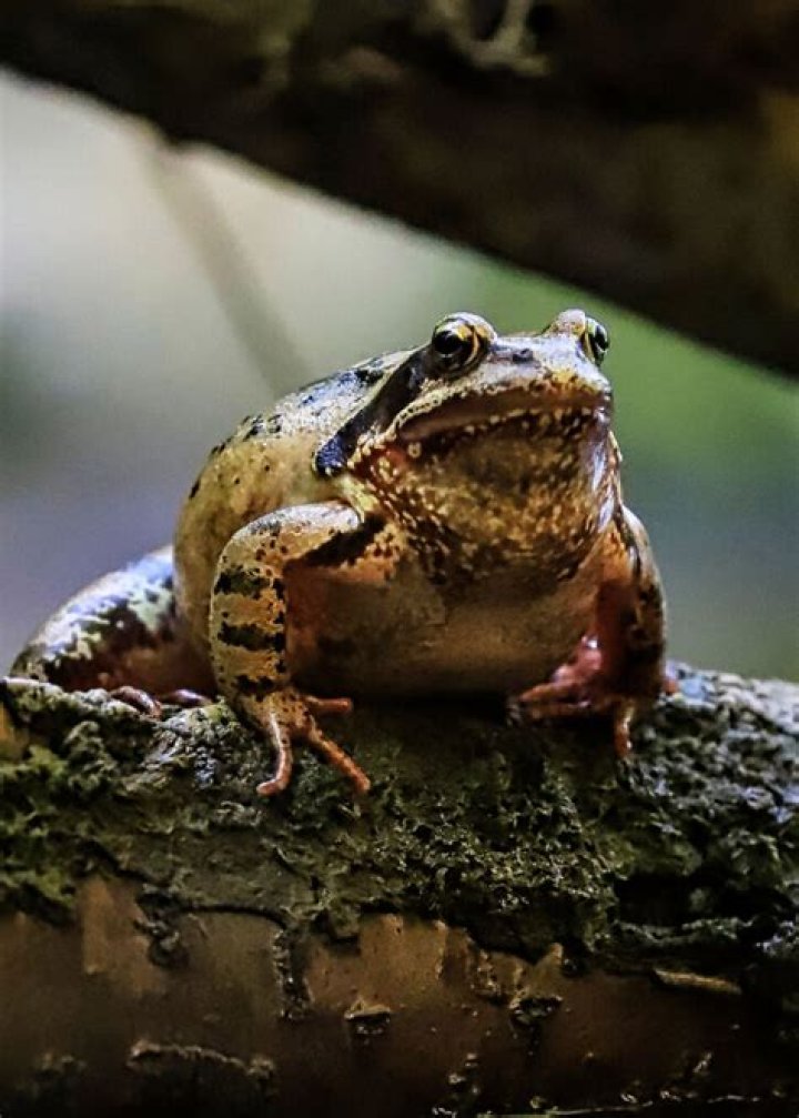 What is the full meaning of balance?