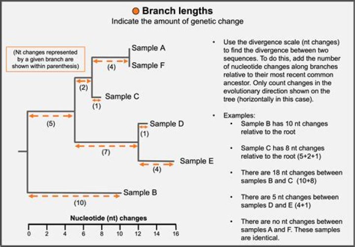 What is the meaning of branch ID?