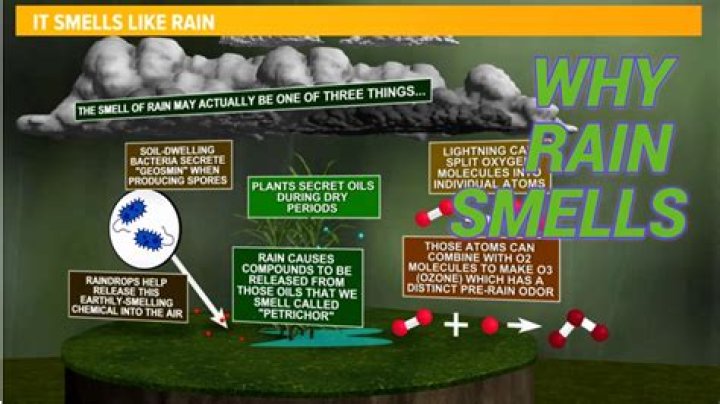 What is the name of someone who studies bacteria?