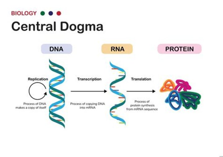 What is the process of transferring genetic information in RNA to a protein?