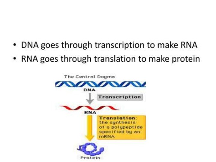 What is the product of translation?