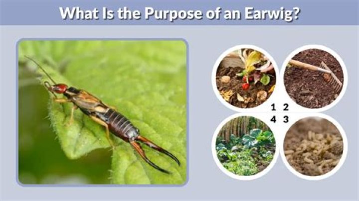 What is the purpose of an earwig?