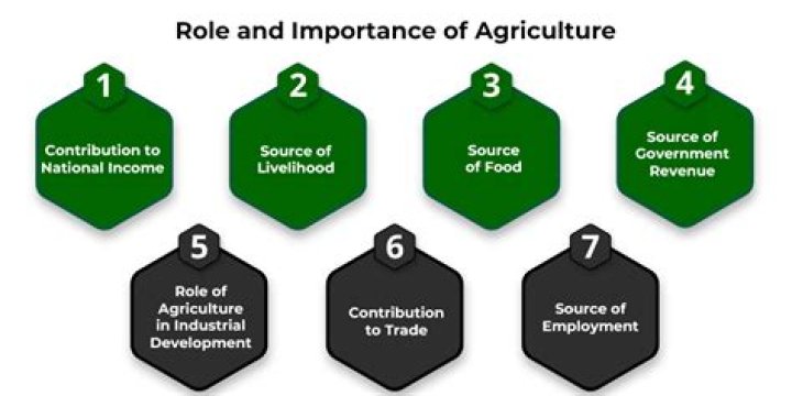 What is the role and importance of agriculture?
