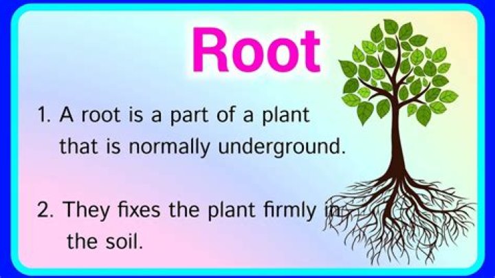 What is the root definition of auto?