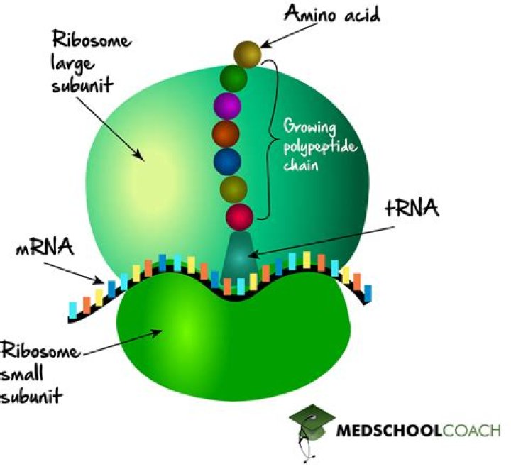 What molecule carries amino acids to the ribosome to make a protein chain?