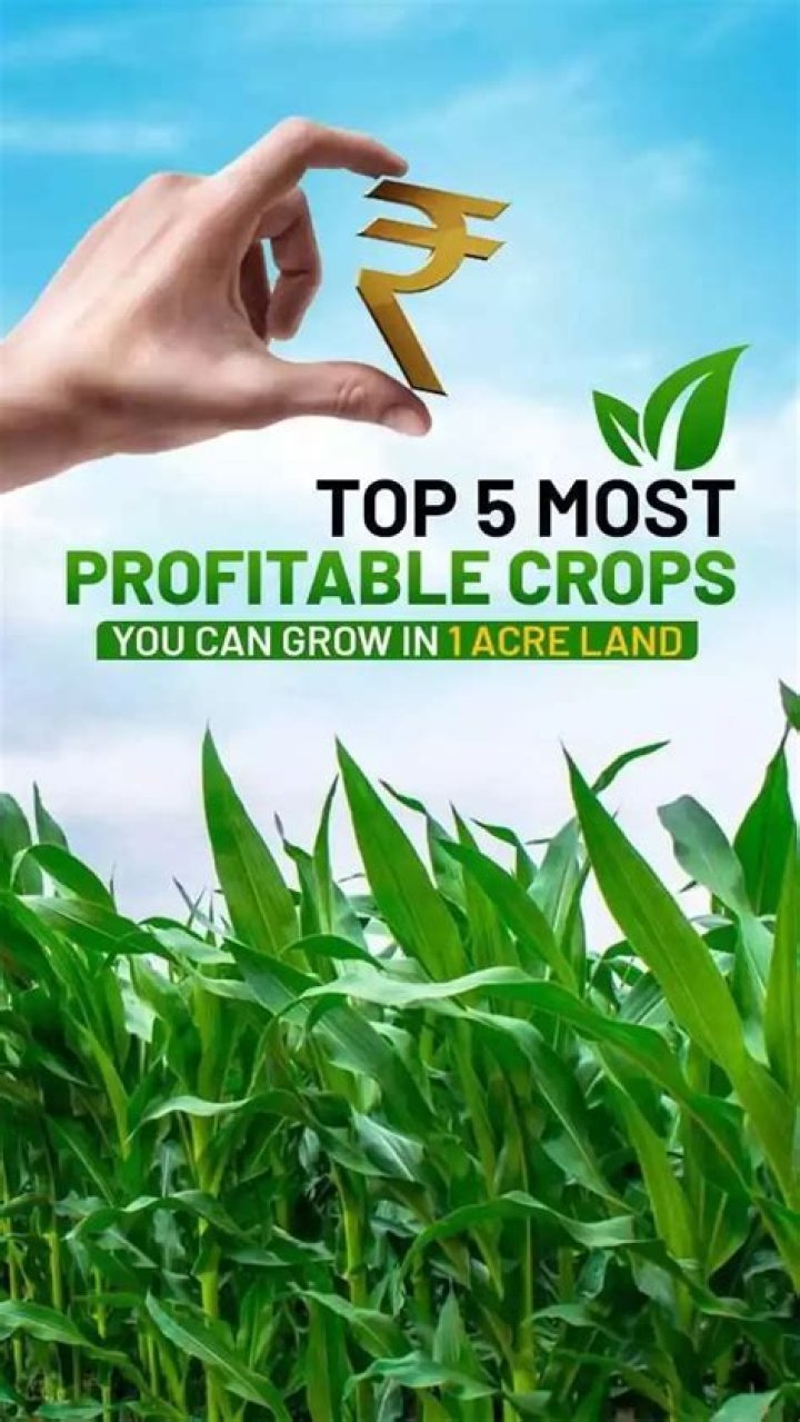 What was the first crop that was very profitable?