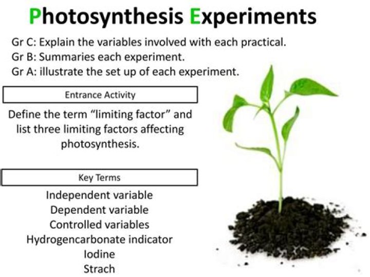 What would happen if the rate of photosynthesis decreased?