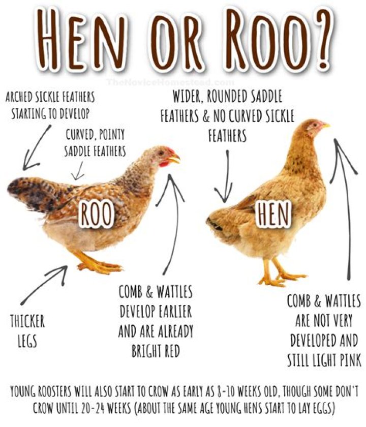 When can you separate chicks from the hen?